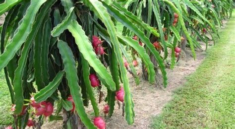 Dragon Fruit Farming Information Guide | Asia Farming