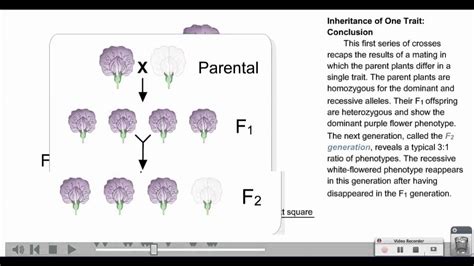 Punnett Squares Youtube