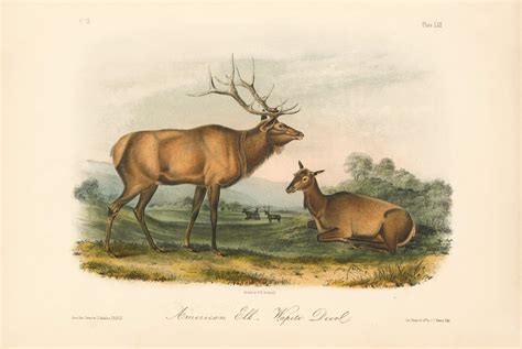 Audubon Bowen Octavo Pl 62 American Elk Wapiti Deer Quadruped