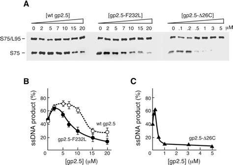 Effect Of Single Stranded Dna Binding Proteins On The Helicase And Primase Activities Of The