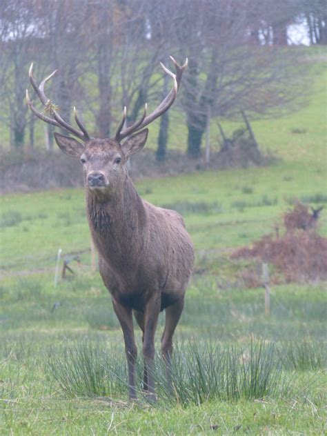 Red Deer Stag Note Thick Shaggy Neck Fur Helps The Stag Look Larger