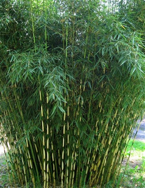 Box Of 10 Fargesia Rufa Cold Hardy Nonrunning Clumping Bamboo Pla