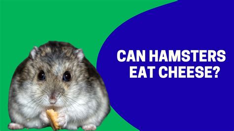 Can Hamsters Eat Cheese Youtube