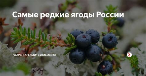 Самые редкие ягоды России | "Дары Карелии" с любовью! | Дзен
