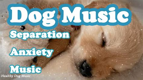 3 Hours Of Anti Anxiety Music For Dogs Cure Separation Anxiety With