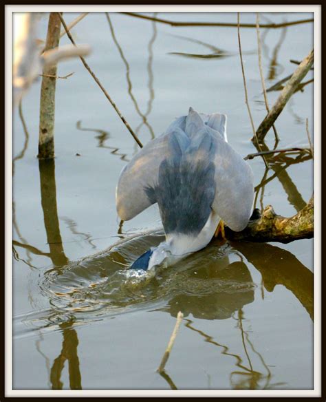 Martinet De Nit Pescant Night Heron Fishing Martinete Flickr