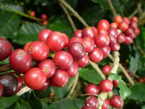 Sementes Para Cultivo De Mudas Do Caf Org Nico Arabica Mercado