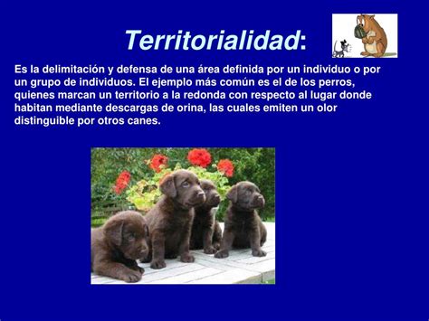 Ppt Interrelaciones Entre Los Seres Vivos Powerpoint Presentation Free Download Id1901887