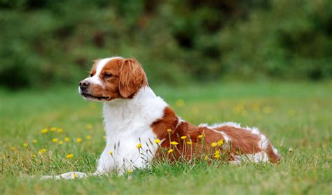 Brittany Dog Breed Information Vetstreet Vetstreet