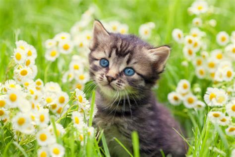 Cute Cat Pictures With Flowers 1800flowers Petal Talk