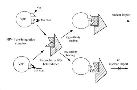 A Model Of Vpr Function In Hiv 1 Nuclear Import High Affinity