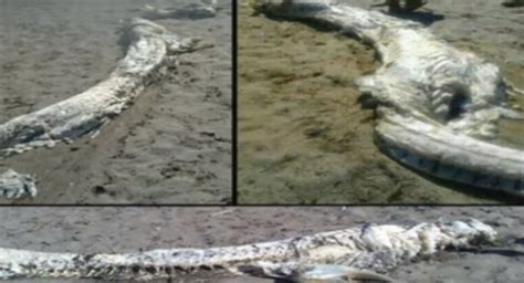 Experts Solve Mystery Of 13 Foot Sea Monster Found On Beach In Spain