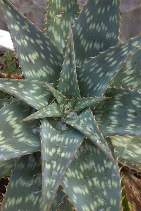 Aloe Maculata Care How To Grow And Care For The Soap Aloe Plant