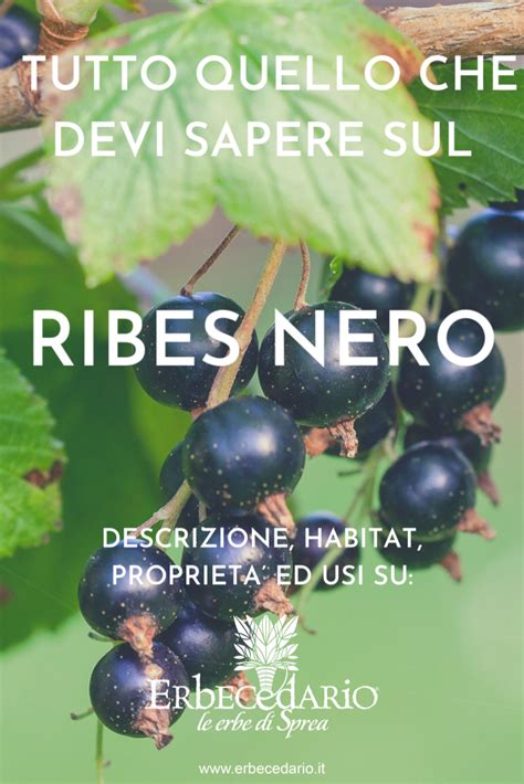 Ribes Nigrum Descrizione Habitat Propriet Benefiche E Utilizzi