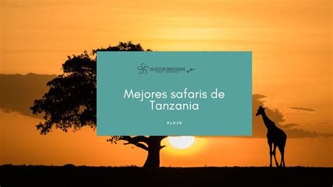 Los Mejores Safaris De Tanzania Para Ver Los Cinco Grandes Ndm