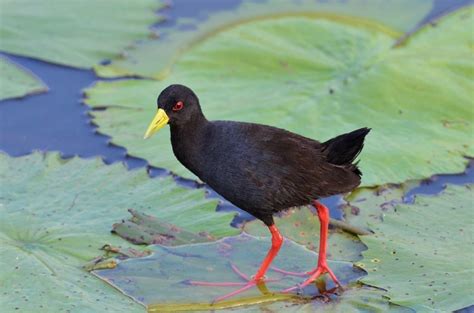 Katavi National Park Bird Checklist Tanzania Safaris Tanzania