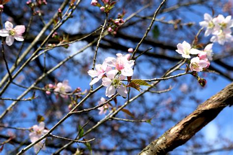 Experience Cherry Blossoms in Meghalaya | Media India Group