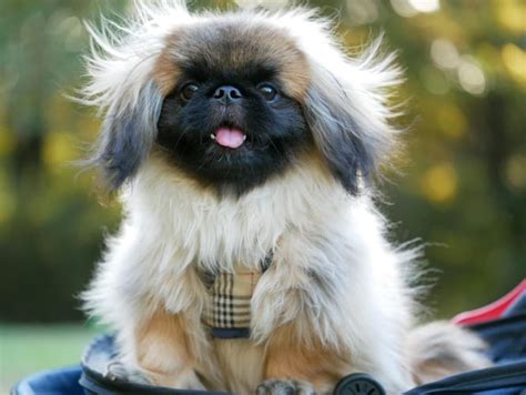 Miniature Pekingese Whats Good And Bad About Em