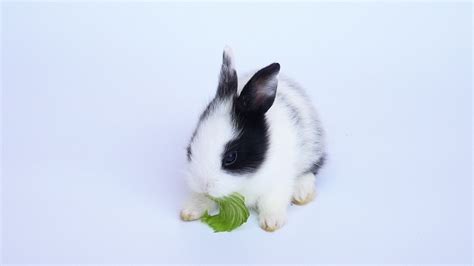 Baby rabbit eating vegetable 9810841 Stock Video at Vecteezy