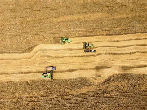 Harvesting wheat harvester. Agricultural machines harvest grain on the ...