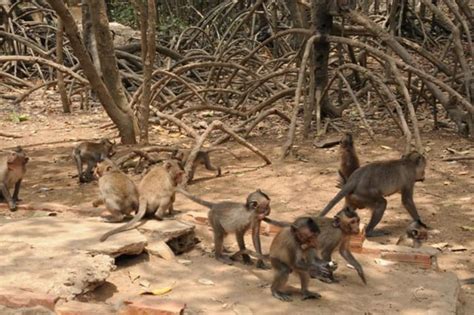 From Ho Chi Minh City Can Gio Mangrove Forest Group Tour Getyourguide