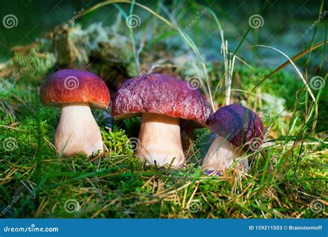 Three Beautiful Edible Mushrooms On Green Moss Background Grow In Pine