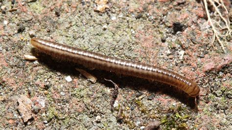 Maryland Biodiversity Project Brachyiulus Sp