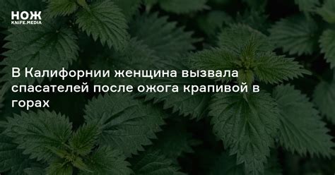 В Калифорнии женщина вызвала спасателей после ожога крапивой в горах — Нож
