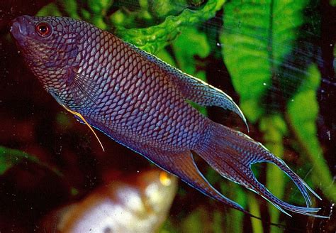 Black Paradise Fish Macropodus Spechti Tropical Fish Keeping