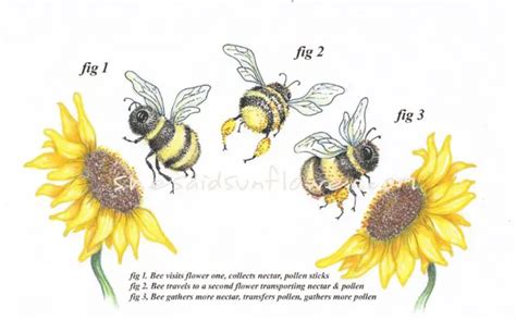 How Do Sunflowers Pollinate With Illustrations