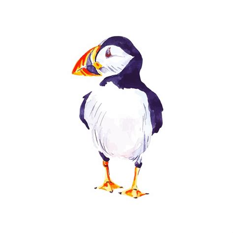 Puffin wild bird watercolor animal illustration isolated on white ...