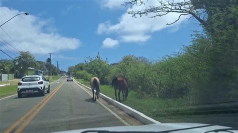 Vídeo Cavalos soltos em rodovia de Fernando de Noronha representam