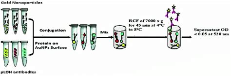 The Diagrammatical Representation Of The Protein Conjugation And