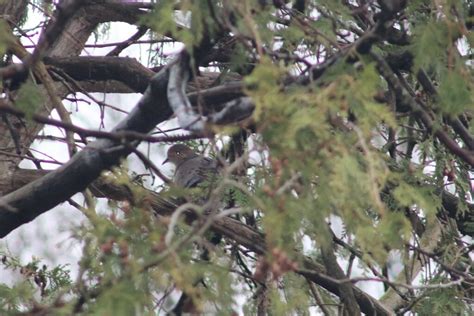 Mourning Dove From Oil City Pa 16301 Usa On March 9 2024 At 1227 Pm