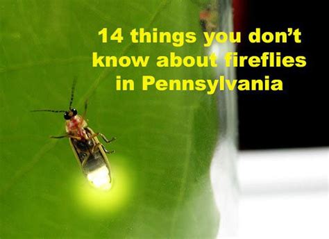 14 Fascinating Facts About Fireflies Ahead Of Their Arrival In