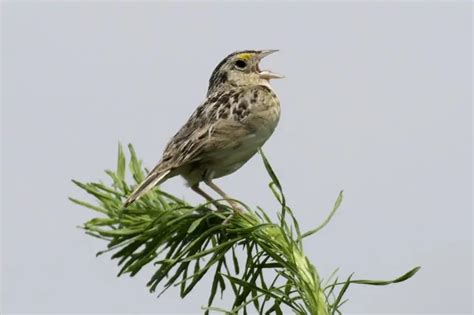 Types Of Sparrows Examples Bird Feeder Hub