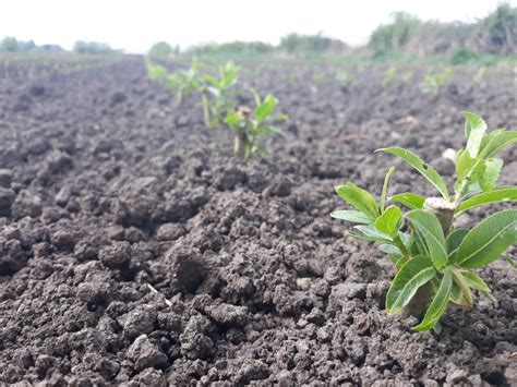 Planting Willow Cuttings Musgrove Willows In Somerset