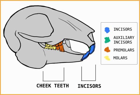 How To Care For Your Rabbits Teeth