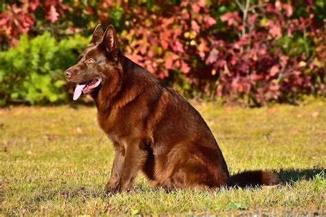 Liver Colored German Shepherd Rare Beauty And Unique Traits