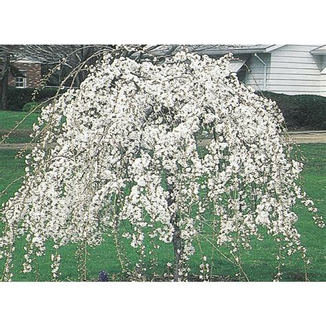 Weeping Snow Fountain Cherry Tree (L7207) at Lowes.com