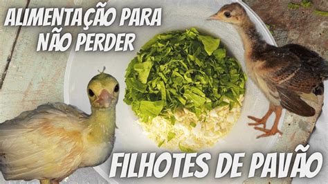 Melhor Alimento para os Filhotes de Pavão e Faisão YouTube