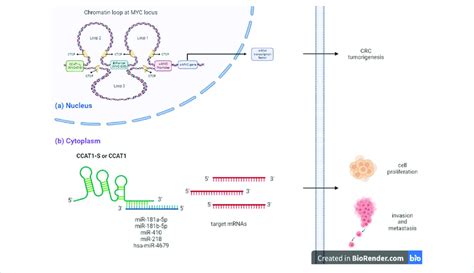 Mechanism Of Action Of Ccat In Crc A Nuclear Lncrna Ccat L