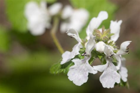 African Stachys From Malgas South Africa On September 1 2022 At 11 15