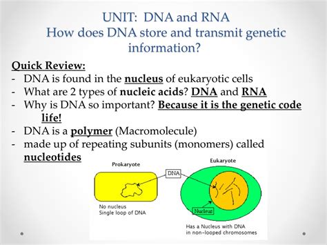 Ppt Unit Dna And Rna How Does Dna Store And Transmit Genetic