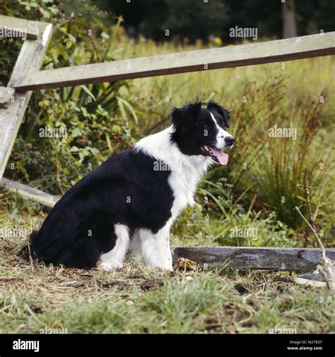 Border Collie Show Dog Sitting Stock Photo Alamy