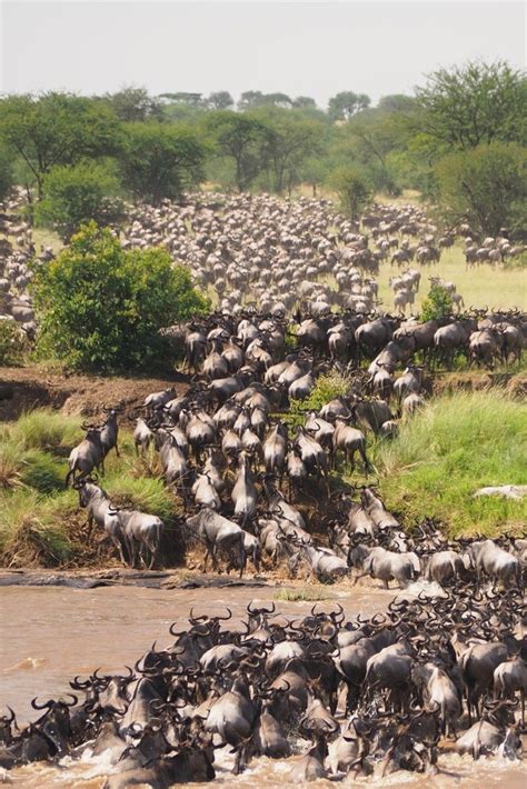 Best Serengeti Tours For The Great Wildebeest Migration Safari In 2023