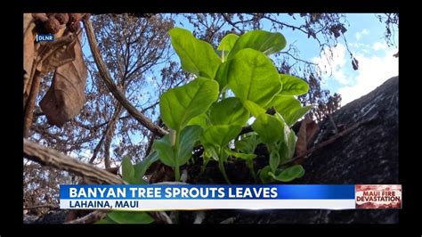 Historic Lahaina Banyan Tree Spouting New Green Leaves Youtube