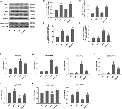 Frontiers Camptothecin Regulates Microglia Polarization And Exerts