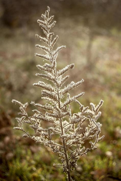 A dry plant growing in the forest. 4716080 Stock Photo at Vecteezy