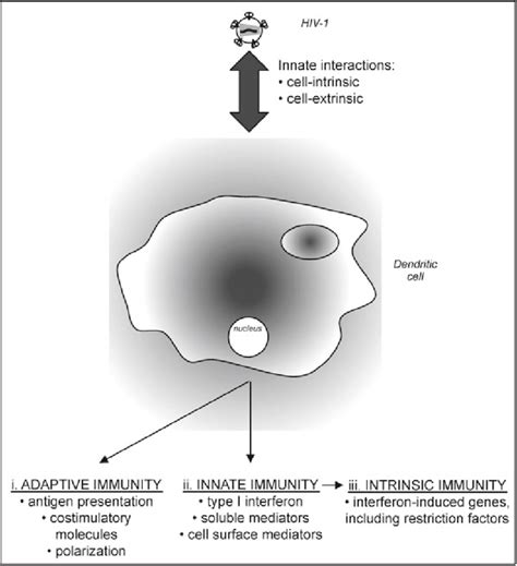 2 Effector Mechanisms Of The Innate Interactions Between Hiv 1 And